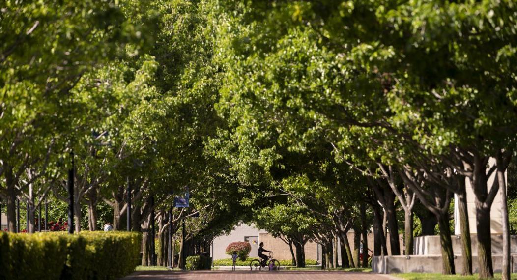 a student rides a bike on campus by a row of trees
