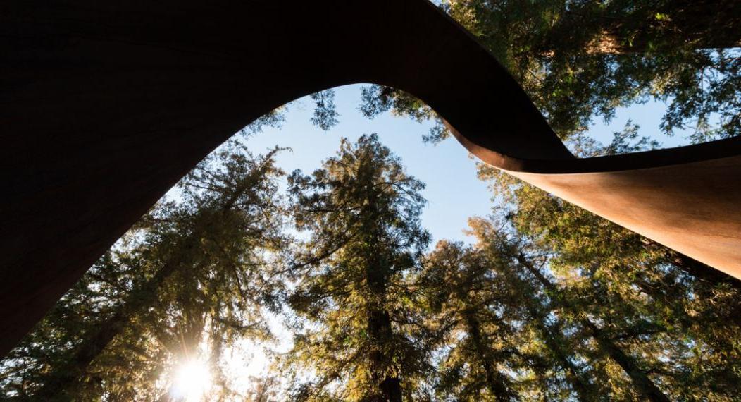 Among the trees of the Redwood Grove is one of UOP's most interesting sculptures. The Möbius Strip was built as a memorial for several members of the Pacific community who had passed away unexpectedly. Today its flame-like shape serves as a symbolic eternal flame to honor the memory of all Pacific community members who have passed away.